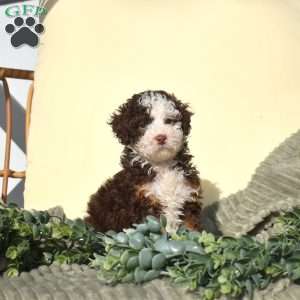 Robin, Mini Bernedoodle Puppy